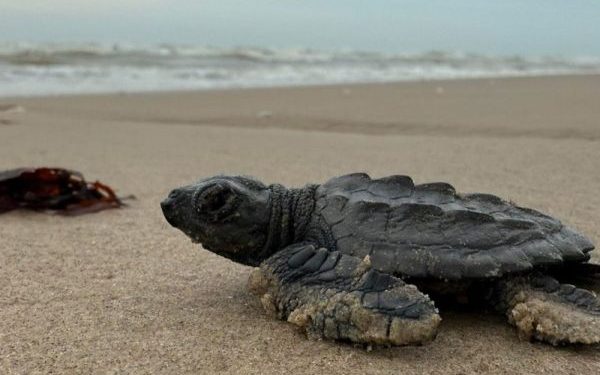 Endangered turtles share this Mexican beach with SpaceX rocket debris. The company says there’s no risk of harm